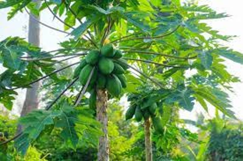 Rainy season disease dengue fever quick home remedies that full work