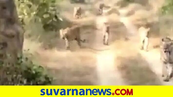 A Really Incredible Sighting Of 6 Tigers Walking Together pod A Really Incredible Sighting Of 6 Tigers Walking Together pod