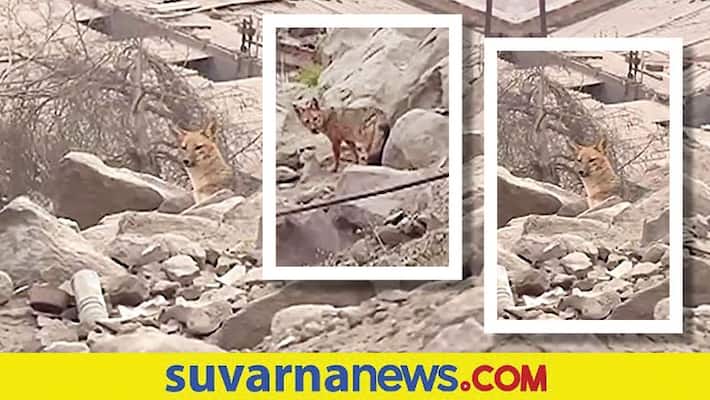 A familys pet dog which killed and ate ducks and chickens has turned out to be a fox mnj A familys pet dog which killed and ate ducks and chickens has turned out to be a fox mnj