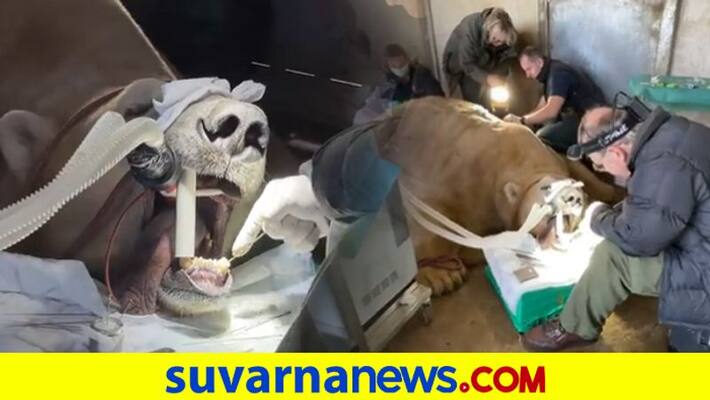Polar Bear Undergoes Root Canal Surgery to Fix Broken Tooth dpl Polar Bear Undergoes Root Canal Surgery to Fix Broken Tooth dpl