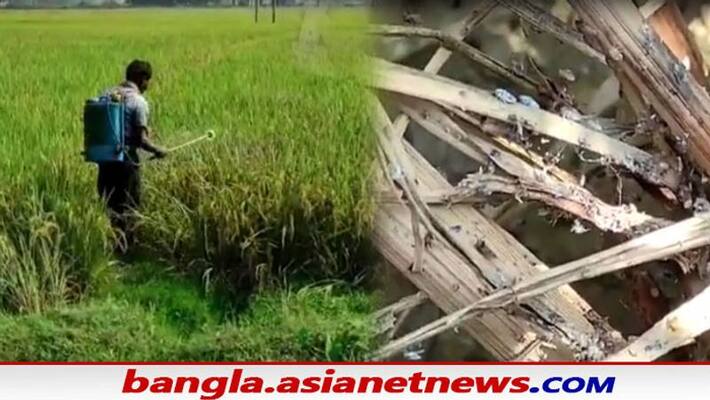 Paddy farmers of Burdwan are worried about insect attack Paddy farmers of Burdwan are worried about insect attack