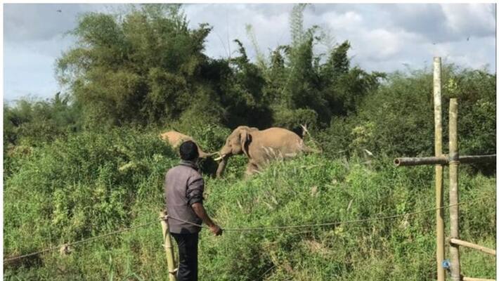Passengers attacked by wild elephant in Mathurvayal Passengers attacked by wild elephant in Mathurvayal