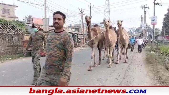 Police rescued 5 Camels in Malda RTB Police rescued 5 Camels in Malda RTB
