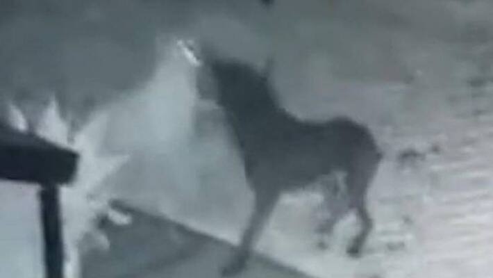 pup playing with ghost dog man claims pup playing with ghost dog man claims