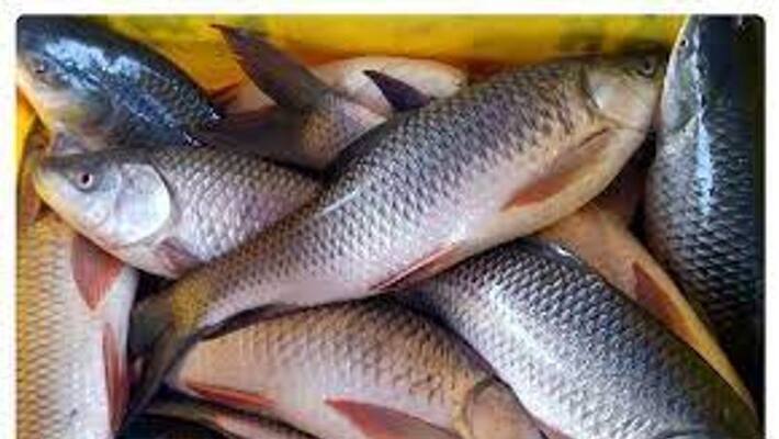 Fish farming has huge opportunity to take best income in karnataka snr Fish farming has huge opportunity to take best income in karnataka snr