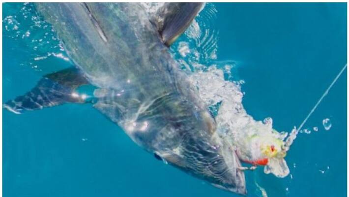Abu Dhabi Kingfish championship to offer prizes worth crores Abu Dhabi Kingfish championship to offer prizes worth crores