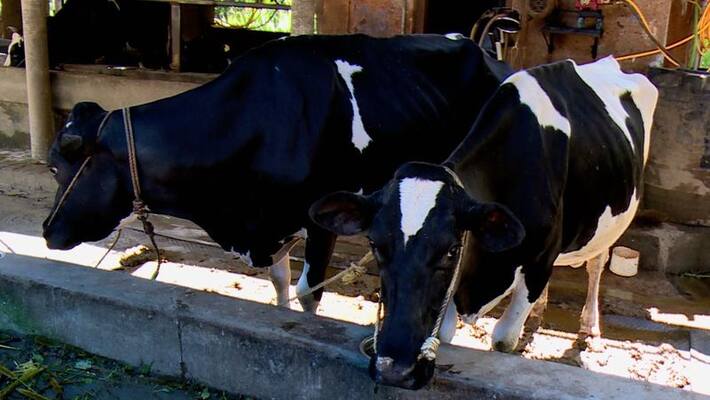Stray dog threat in wayanad cows on rabies fear Stray dog threat in wayanad cows on rabies fear