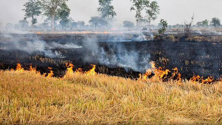 PPCB figures Punjab Already set fire to 43% stubble before November 15 it is only 16% less than last year UDT PPCB figures Punjab Already set fire to 43% stubble before November 15 it is only 16% less than last year UDT