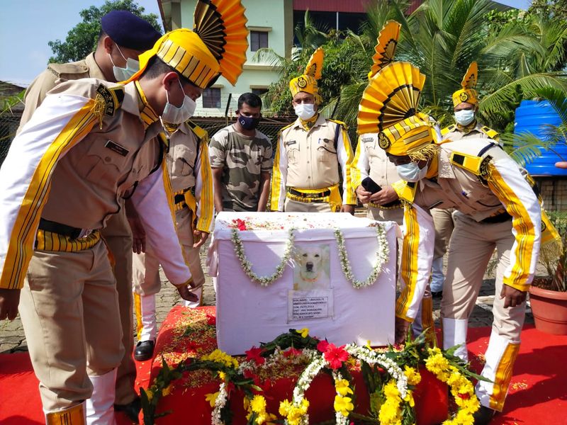 Mangaluru airport CISF Dog leena dies from Kidney failure snr