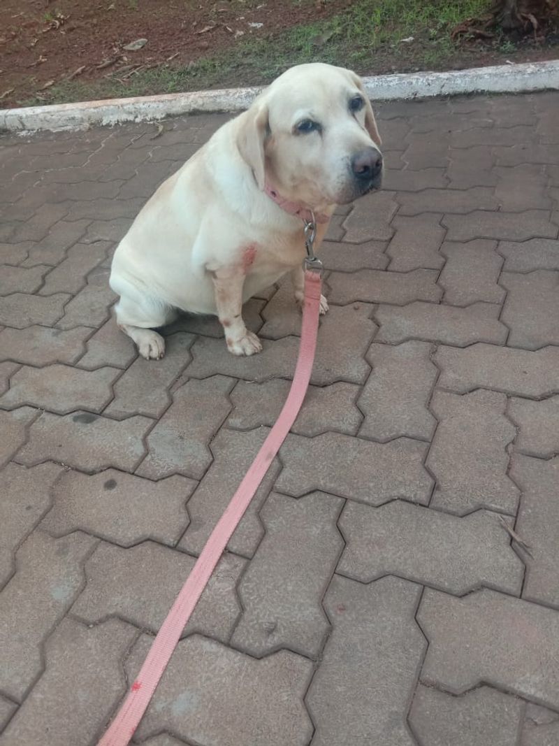 Mangaluru airport CISF Dog leena dies from Kidney failure snr
