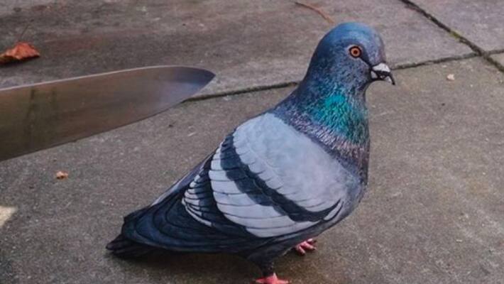 Pigeon shaped cake picture goes viral on social media kpn Pigeon shaped cake picture goes viral on social media kpn