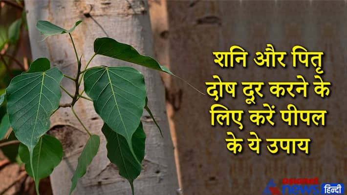 Astrology Jyotish Peepal upay to get rid of Shani and Pitru Dosha and have financial gains MMA Astrology Jyotish Peepal upay to get rid of Shani and Pitru Dosha and have financial gains MMA