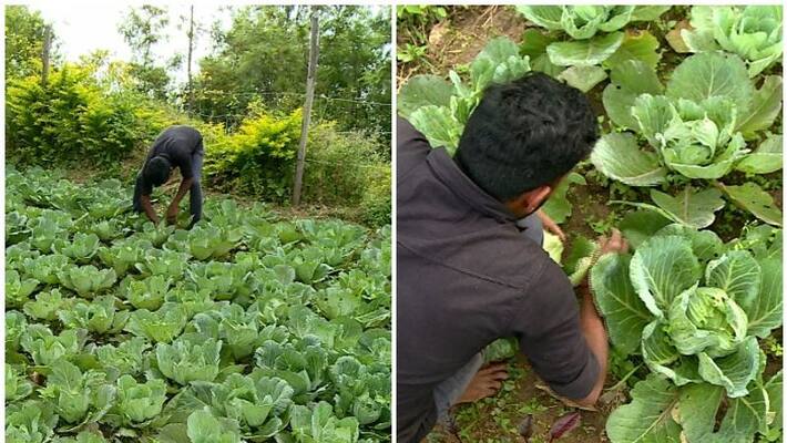 Horticorp Cheats Farmers In Idukki Kanthalloor By Not paying Dues For Vegetables Horticorp Cheats Farmers In Idukki Kanthalloor By Not paying Dues For Vegetables