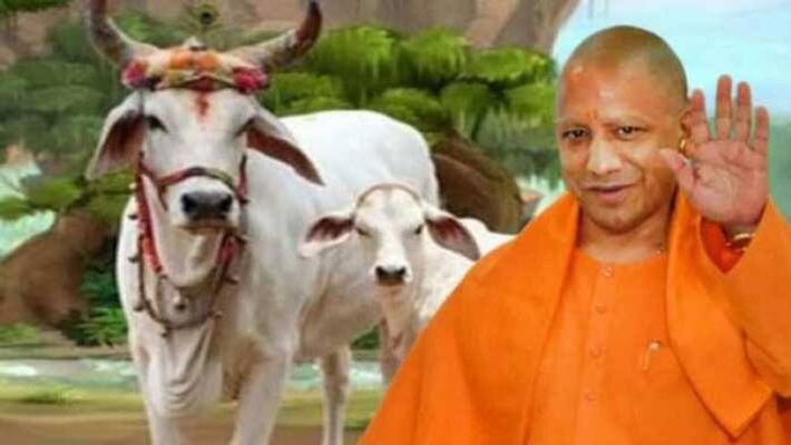 UP News: CM Yogi held an important meeting with the officers regarding the safety of cows, know! what guidelines have been issued UP News: CM Yogi held an important meeting with the officers regarding the safety of cows, know! what guidelines have been issued
