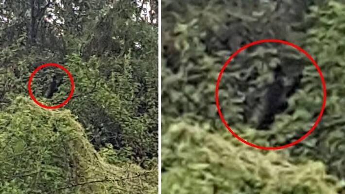 a man claimed he was followed by a dog man a man claimed he was followed by a dog man