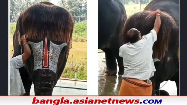 Mahout combs elephant bob cut hair in viral video bmm Mahout combs elephant bob cut hair in viral video bmm