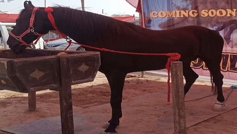 Rajasthan Sri Ganganagar Horses Heera and Raj Dilawar cost crores in fair lakhs rupaye spent in catering in month UDT