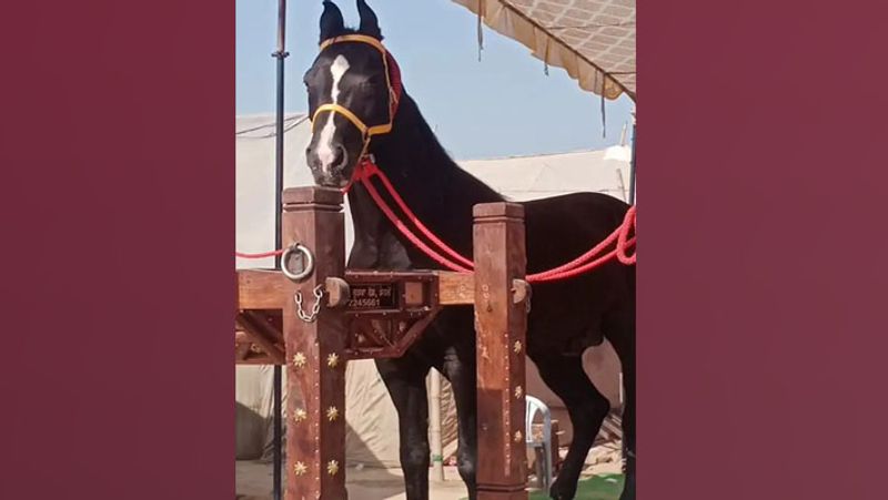 Rajasthan Sri Ganganagar Horses Heera and Raj Dilawar cost crores in fair lakhs rupaye spent in catering in month UDT