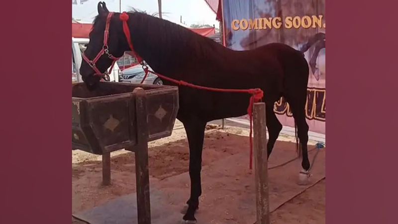 Rajasthan Sri Ganganagar Horses Heera and Raj Dilawar cost crores in fair lakhs rupaye spent in catering in month UDT