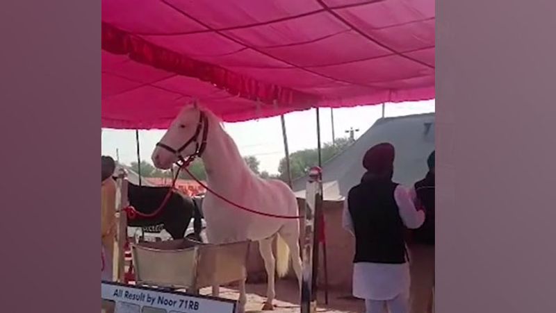 Rajasthan Sri Ganganagar Horses Heera and Raj Dilawar cost crores in fair lakhs rupaye spent in catering in month UDT