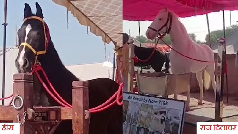 Rajasthan Sri Ganganagar Horses Heera and Raj Dilawar cost crores in fair lakhs rupaye spent in catering in month UDT