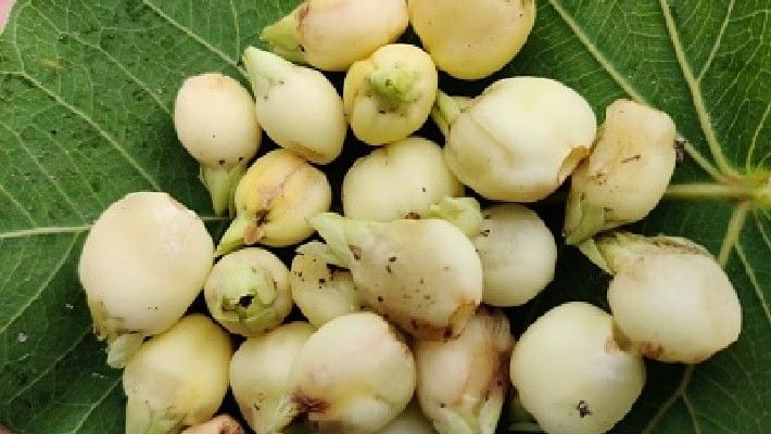 mahua to be sold as heritage liquor mahua to be sold as heritage liquor