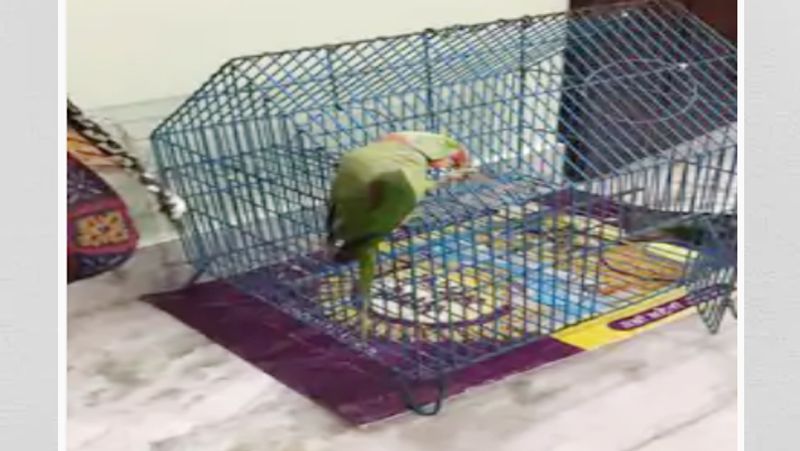 15 thousand rupees reward on missing parrot in jabalpur