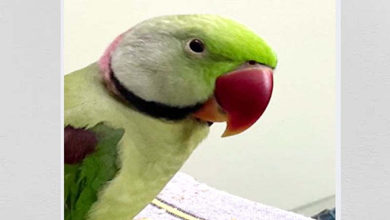 15 thousand rupees reward on missing parrot in jabalpur