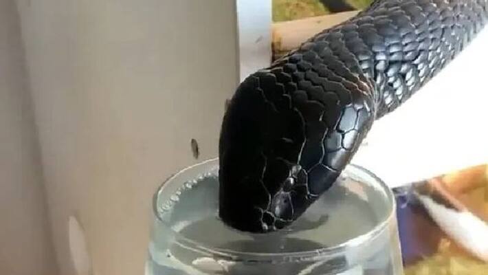 cobra drinking water from glass video cobra drinking water from glass video