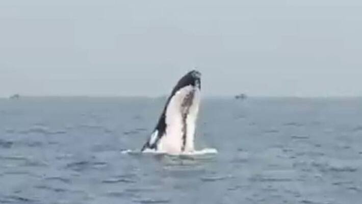 Humpback Whale Sighted Arabian sea off the coast in Bhatkal Humpback Whale Sighted Arabian sea off the coast in Bhatkal