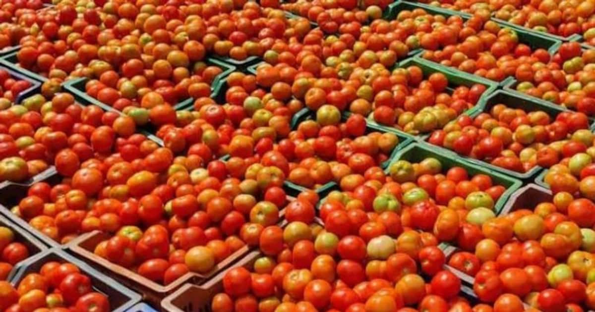 வரத்து அதிகரிப்பு.. பாதியாக குறைந்த தக்காளி விலை.. ஒரு கிலோ எவ்வளவு தெரியுமா..?