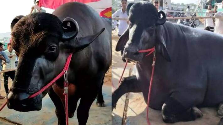 Buffalo worth 24 crore semen in high demand Buffalo worth 24 crore semen in high demand