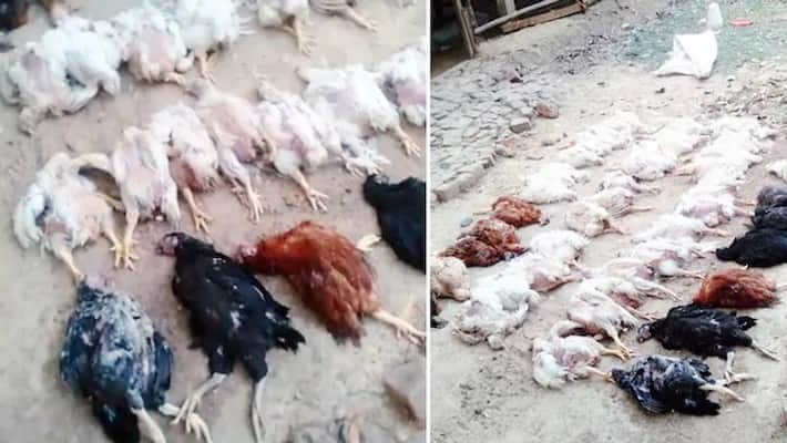 Odisha 63 chickens die due to loud DJ sound kpn Odisha 63 chickens die due to loud DJ sound kpn