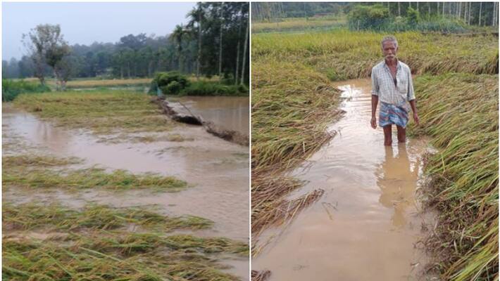 Heavy rains damage paddy crop in wayanad Heavy rains damage paddy crop in wayanad