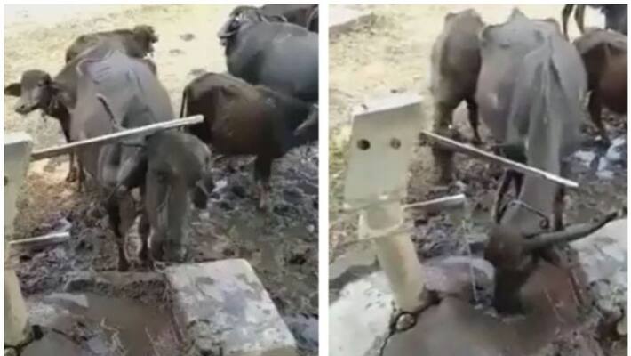 Thirsty Buffalo Uses Horn to Drink Water From Hand Pump Thirsty Buffalo Uses Horn to Drink Water From Hand Pump