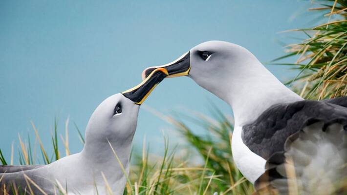 climate change causes worlds most loyal creatures albatross divorce says study climate change causes worlds most loyal creatures albatross divorce says study