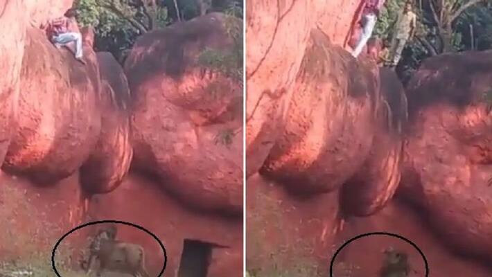 youth jumped into lion enclosure of zoo youth jumped into lion enclosure of zoo