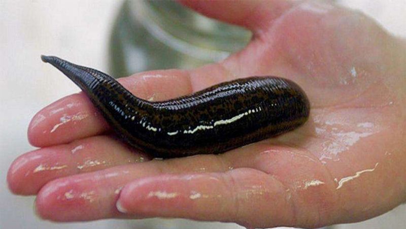 Leech Therapy: what is jonk therapy, know its benefits, advantage and disadvantage dva