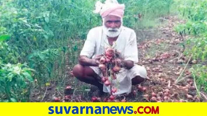Onion Crop Damage Due to Rain at Ron in Gadag grg Onion Crop Damage Due to Rain at Ron in Gadag grg