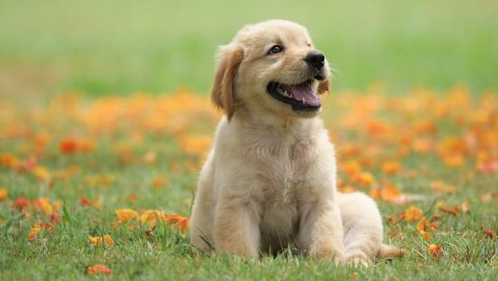 man brutally kills dog after it bites his son in madhyapradesh man brutally kills dog after it bites his son in madhyapradesh