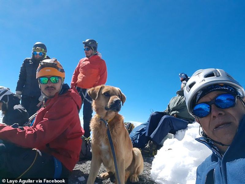 30 climbers rescues a lone dog from 5000 foot high volcano