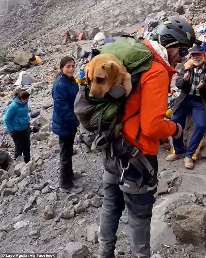 30 climbers rescues a lone dog from 5000 foot high volcano