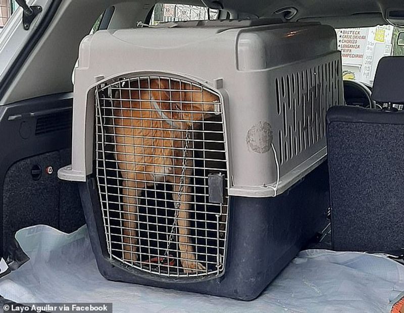 30 climbers rescues a lone dog from 5000 foot high volcano