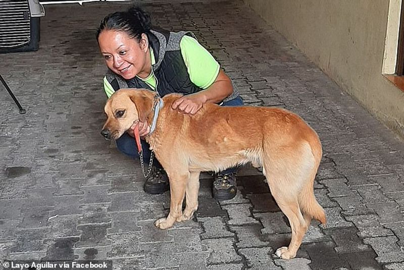 30 climbers rescues a lone dog from 5000 foot high volcano