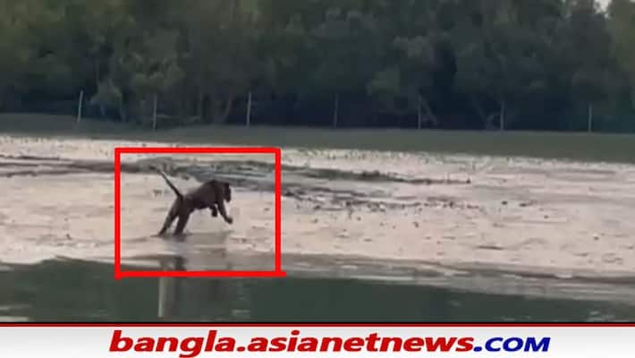 Tourists saw tigers in the Sundarbans at the beginning of winter Tourists saw tigers in the Sundarbans at the beginning of winter