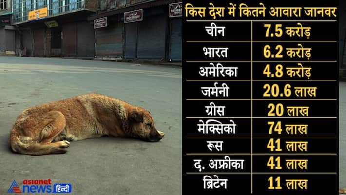 India 6.2 crore Homeless Dogs Cats Homelessness Index India Report India 6.2 crore Homeless Dogs Cats Homelessness Index India Report