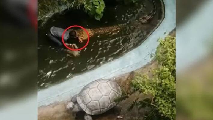 crocodile attacks old man in a park crocodile attacks old man in a park