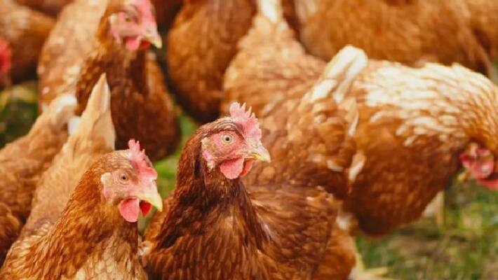 farmer complaints that noise from wedding dj party caused his 63 chickens die farmer complaints that noise from wedding dj party caused his 63 chickens die
