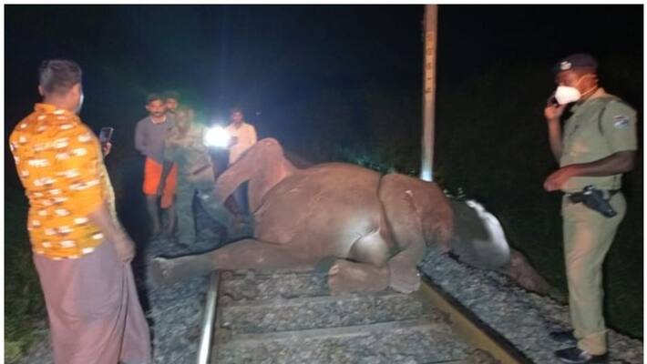 3 wild elephant dies after train hits 3 wild elephant dies after train hits