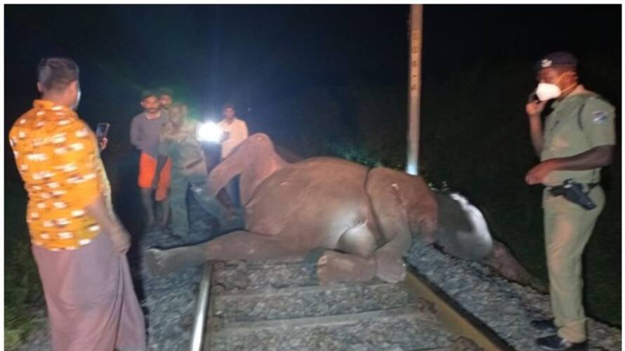railway and forest department clash in relate to wild elephant death cause by train in Kerala tamilnadu border railway and forest department clash in relate to wild elephant death cause by train in Kerala tamilnadu border